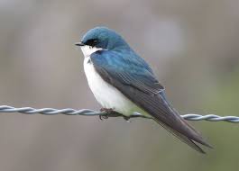 Swallows and Martins — Sacramento Audubon Society