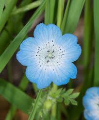 The white variety means loveliness, whereas the blue kind represents constancy. Nemophila Baby Blue Eyes A To Z Flowers