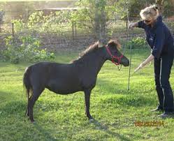 Foaling Information For Miniature Horse Miniature Horse In
