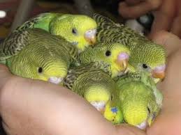 New Born Baby Budgie Chick 1 To 40 Day Growth Stages In Filmy Style Parakeets Egg Hatching