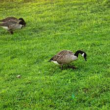 This will discourage the geese flock and they will eventually move to another. How To Keep Geese Off Your Lawn Green Lawn Fertilizing