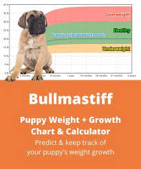 bullmastiff weight growth chart 2022