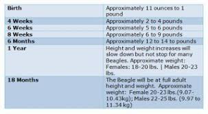 Beagle Age Equivilancy Chart To Show Human Comparison