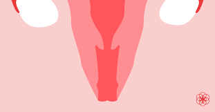 the cervix what it is and how to find