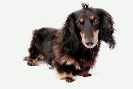 It can be difficult to see the quick, especially with black nails. Marley The Longhair Black And Tan Rufusontheweb