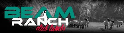 beam ranch club lambs sires