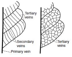 primary secondary tertiary vein