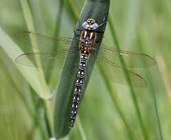 On Line Guide To The Dragonflies And Damselflies Of Britain