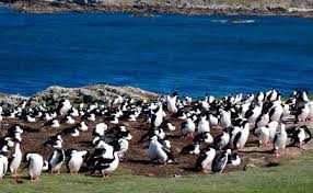 The channel itself was named after the viscount of falkland, who sponsored an expedition to the islands in 1690; Ya Puedes Adquirir Una Isla De Las Malvinas Repleta De Pinguinos Y Focas Por Un Modico Precio