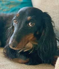 Your article is the best. Scdr Alumni Southern California Dachshund Relief Inc