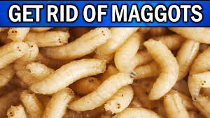 how to get rid of maggots on patio bin