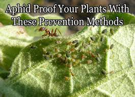 aphid proof your plants with these