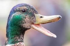 do-ducks-have-teeth-and-tongues