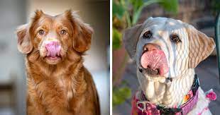 why do dogs smack their lips