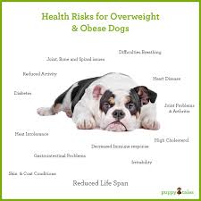 Canine Obesity And How To Avoid Your Dog Passing Away