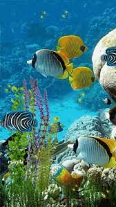 animated fish aquarium gifs tenor