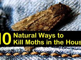10 natural ways to kill moths in the house