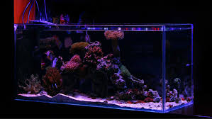 purple algae in fish tanks what can
