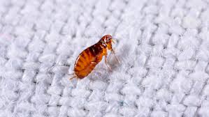 secret ing to get rid of fleas