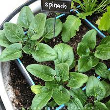 How To Grow Spinach 7 Tips For Growing