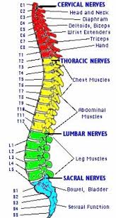 My Spine Injuries Involve Fusions Of C 4 C 5 C 6 C 7 L 4