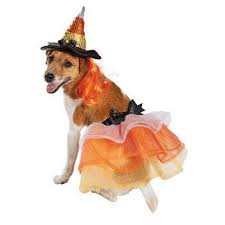 Petco Halloween Candy Corn Hat With Tutu Dog Costume Small