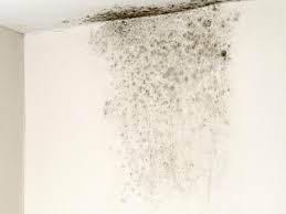 Mold Vs Mildew What S The Difference