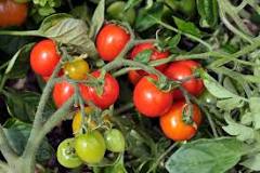 What is the least acidic tomato?