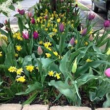 Designing With Fall Planted Bulbs In