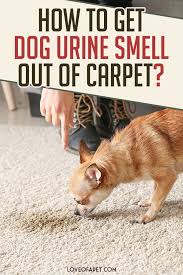 dog urine smell out of carpet