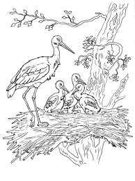 Toucan bird coloring page toucan bird coloring page free printable. 40 Birds Coloring Pages Printable