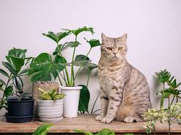 cat friendly garden