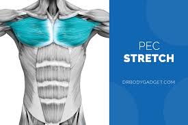 Pectoralis major rupture was historically a rare occurrence, but the incidence is increasing. How To Stretch Release Tight Sore Pectoral Pec Muscles