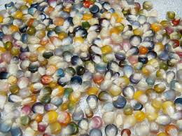 glass gem corn seed bulk whole