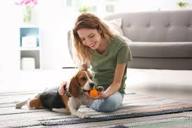 A beagle makes a great apartment dog, their small size makes them perfect for this set up. 8 Best Apartment Pets For Small Apartments Jay Bird Blog