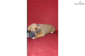 Hope you enjoy the video! Grey Boxer Puppy For Sale Near St Joseph Missouri B34b2895 8191