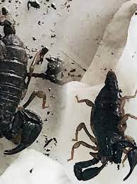 The usda forest service pacific northwest region is seeking public f. 4 Rarely Seen Pacific Nw Forest Scorpions Found In Oregon Park Wsyx