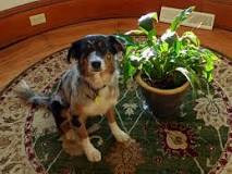 Are peace plants toxic to dogs?