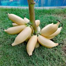 Punya pisang di rumah tapi bingung mau dimasak apa? Jenis Jenis Pisang Yang Harus Kalian Tahu Titipku