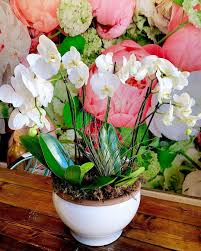orchid planter in memphis tn premier