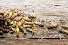 termite control protecting your home
