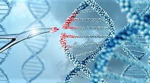 genome editing of human embryos using