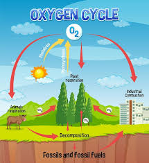 imágenes de ciclo del nitrogeno