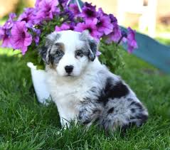 Aussies are smart, trainable, protective, and eager to please. Australian Shepherd Puppies For Adoption Nsw The Y Guide