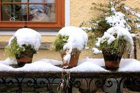 Outdoor Plants Healthy This Winter