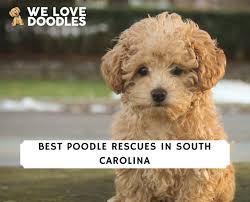 best poodle rescues in south carolina