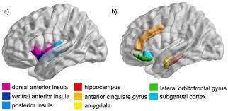 subregions of the insular cortex