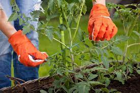 Organic Vegetable Garden