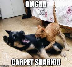 carpet shark flip