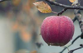 the garden of eden really an apple
